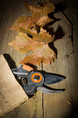 Garden secateurs and pruned branches