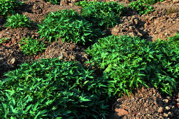 sweet potatoes leaf grow in dry garden soil