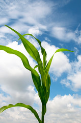 Lone Cornstalk Against a Cloudy Summer Sky