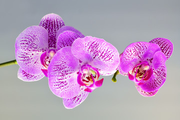 Orchid.  Isolate.  One branch of a purple Orchid on a gray background.