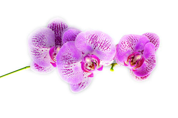 Orchid.  Isolate.  One branch of a purple Orchid on a white background.