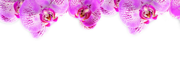 Banner. Orchid.  One branch of a purple Orchid on top of a white background © borislav15