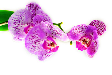 Orchid.  Isolate.  One branch of a purple Orchid on a white background.