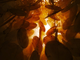 inner power energy light lamp