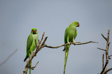 Rose Ringed Parrot