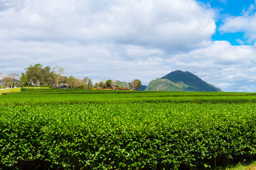 Fototapeta na wymiar Tea plantation with green and cloud in field tea