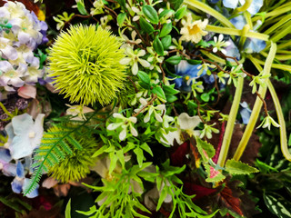 flower in the garden