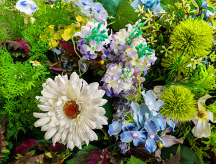 flower in the garden