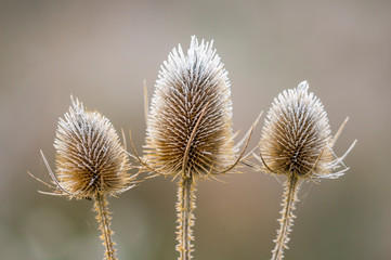 Obraz premium golden colored autumn leaves in nature