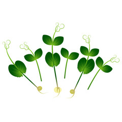 Microgreens Pea. Bunch of plants. White background