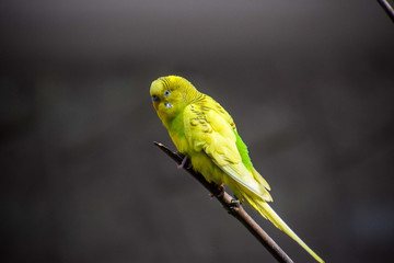 Sweet Budgie