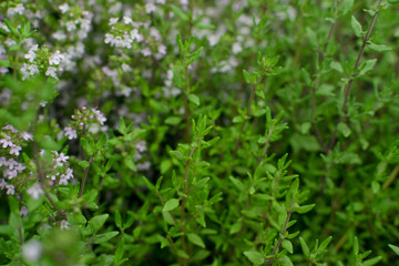 Thyme plants with flowers in spring garden closeup