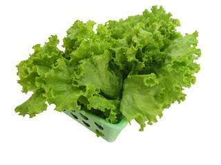 Lettuce Green vegetable