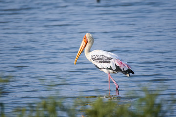 Painted Stork