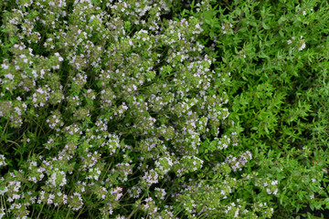 Thyme plants with flowers in spring garden closeup