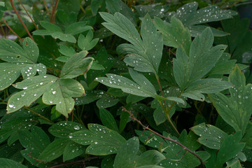 Naklejka na ściany i meble Macro shot of rain drops on green leaves
