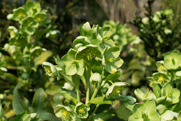 Green flowers of helleborus lividus or helleborus dumetorum