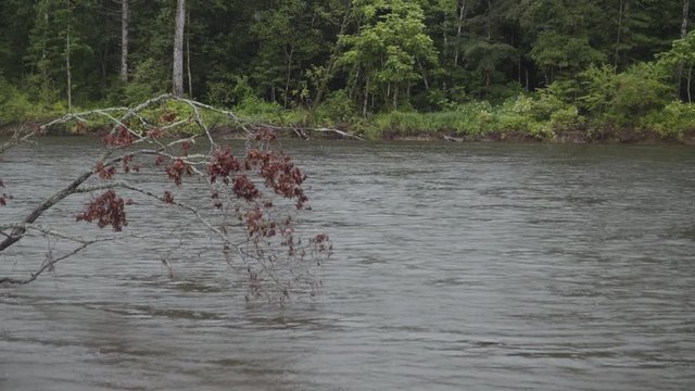 mountain river flows past a flooded tree