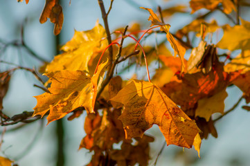 Fototapeta na wymiar golden colored autumn leaves in nature