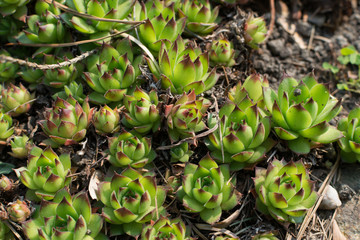 Sempervivum charadzeae, houseleeks or liveforever in spring garden