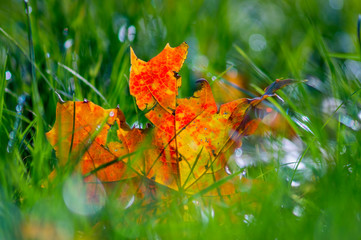 golden colored autumn leaves in nature
