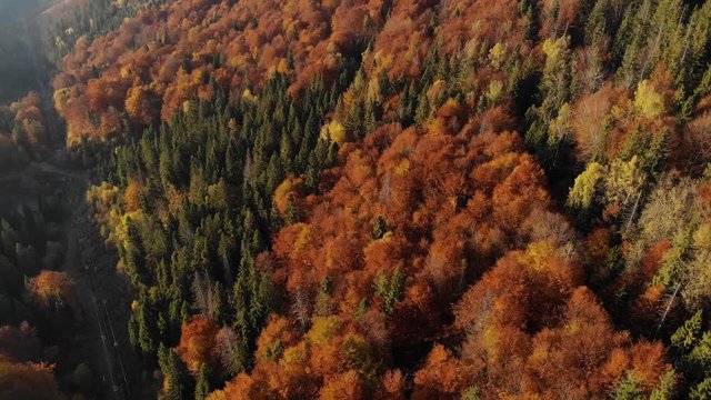 Amazing beautiful aerial view of green and red forest in mountains. Sunny autumn afternoon. Colorful look. 4K