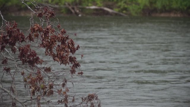 mountain river flows past a flooded tree