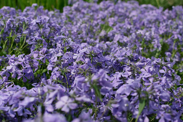 Blue perfume creeping Phlox divaricata or Phlox divaricata flowers