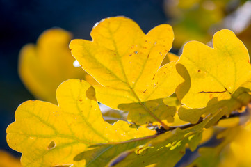 golden colored autumn leaves in nature