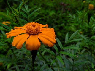 Marigold flower in garden