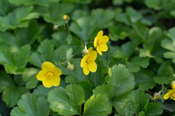 Barren strawberry or Waldsteinia ternata in spring garden