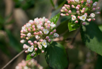 Weigela on blurred background close up with bokeh
