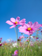 Fototapeta premium 青空とコスモス畑