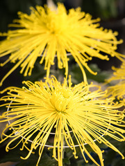 菊の花　管物菊