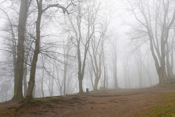Trees on an alley shrouded in fog.
