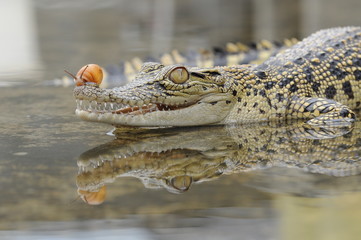 crocodiles in the water with snails