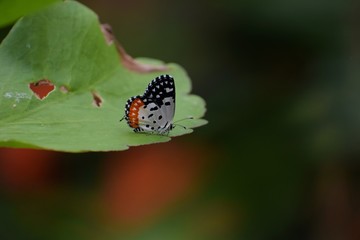 Tiger Butterfly 