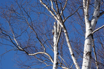 北海道　冬の公園