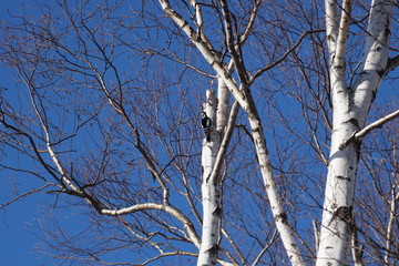北海道　冬の公園