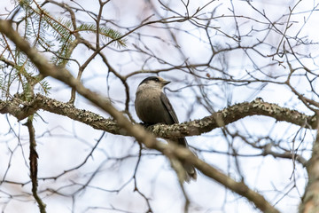 Grey jay perched in a tree on bare branches in the winter in Alaska