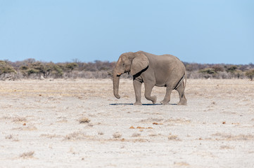 One big male African Elephant -Loxodonta Africana- walking down the plains of Etosha National Park.