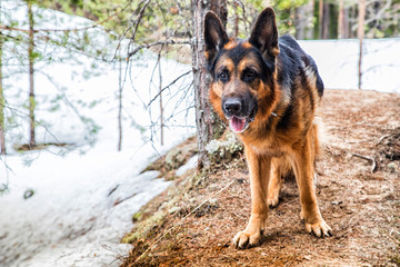 Dog German Shepherd in the forest in an early spring