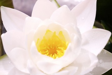 Obraz na płótnie Canvas Blurred a sweet white lotus flower blossom with yellow pollen,dayk background