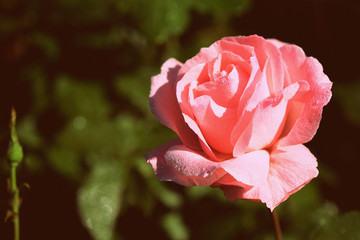 Tender rose flower covered with dew in a summer garden in early morning closeup. Retro style