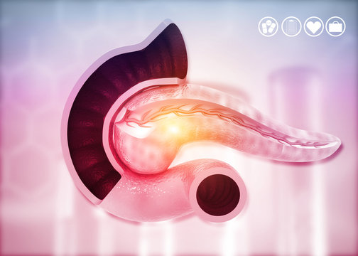 Anatomy of pancreas on medical background. 3d illustration