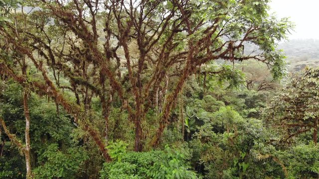 A large Cedro tree (Cedrella sp.). the branches festooned in moss and epiphytes, In montane rainforest at 1,700m altitude on the western slopes of the Andes near Mindo, Ecuador