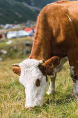 Cow grazing on hillside with golden grass