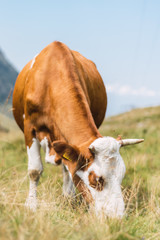 Cow pasturing on meadow with golden grass on sunny day