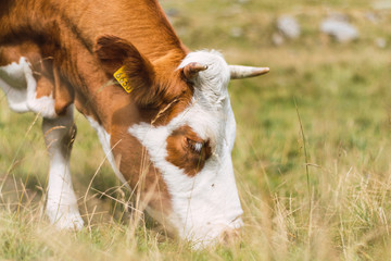Calm brown cow grazing in prairie