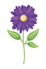 Isolated flower ornament vector design